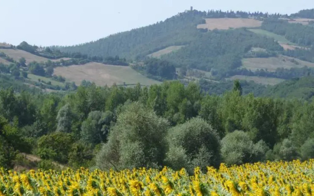 Vaccaria