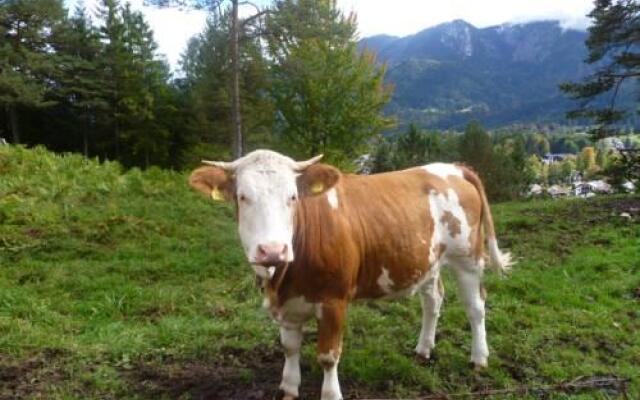 Zum Franziskaner