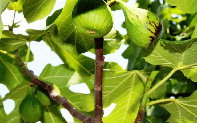 Ferienhof Weingut Lunzer