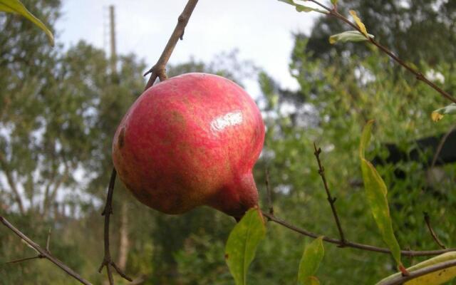 Monte da Gravita - Casa do Pinheiro
