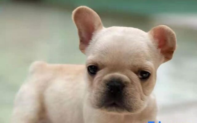 Tasha Dudo Amor Private Tang Castle Homestay (Moganshan Branch)