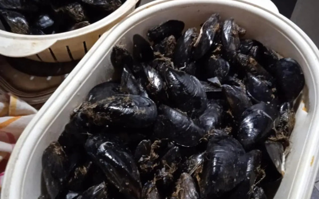 Apartman i Sobe Čule Cres