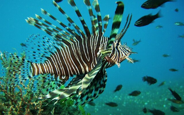 Nalika Beach Resort & Restaurant - Adults Only