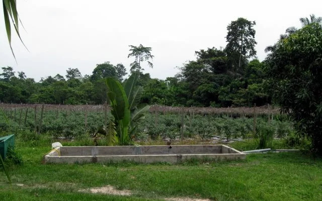 Homestay Laman Bangkinang