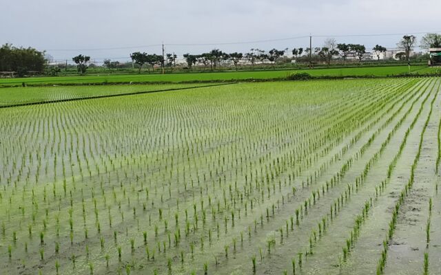 Honeysuckle Family Castle