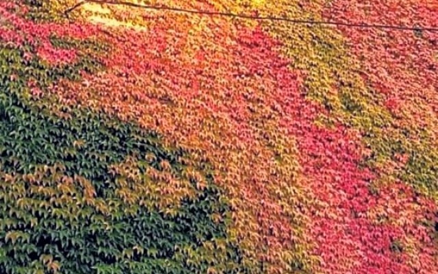 Au Chambellan (Adults Only)