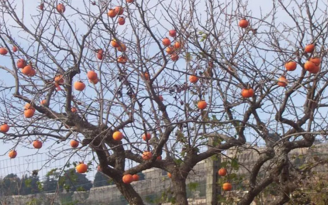 B&B La Collina Degli Ulivi