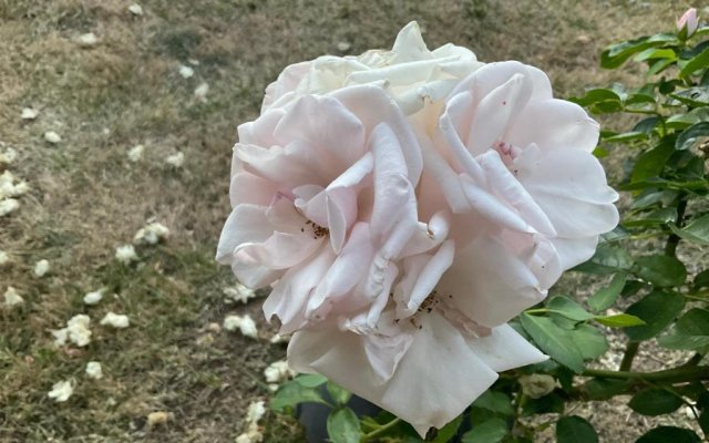 Le Jardin de Rose 24 FEUILLEBERT Romagne 86700