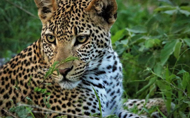 Kruger Lodge Mjejane