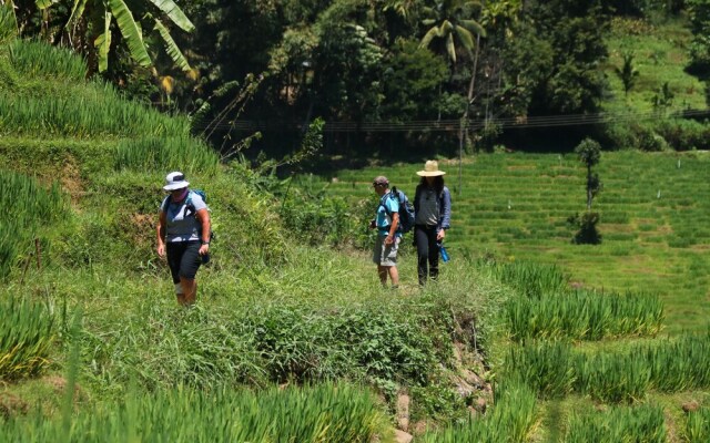 Wild Glamping Knuckles