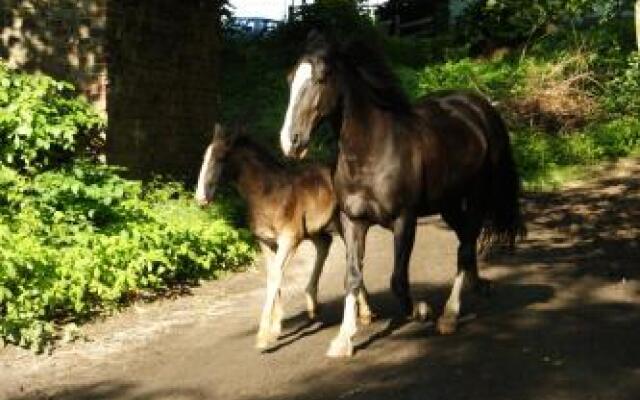 Rancho Frontczaka. Gospodarstwo agroturystyczne