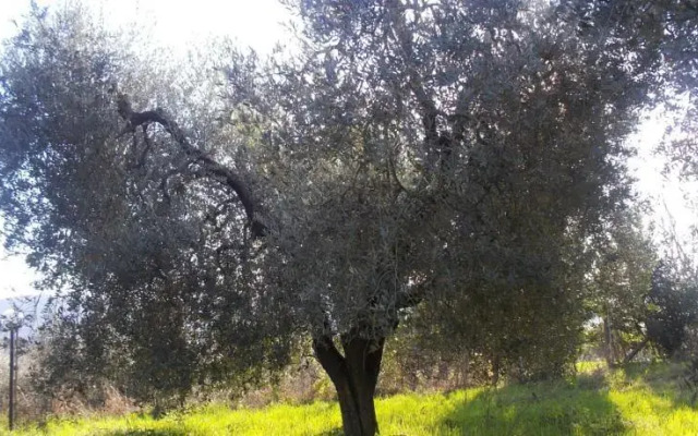 Stella e il Grillo