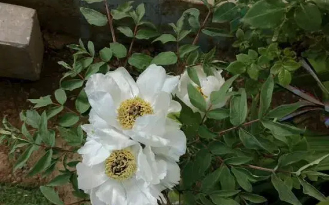 Tianjin Heleju B&B (Jim Branch)