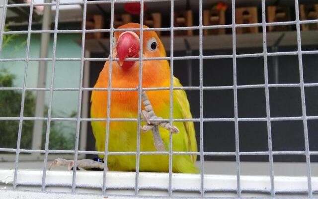 Wisma Lovebird