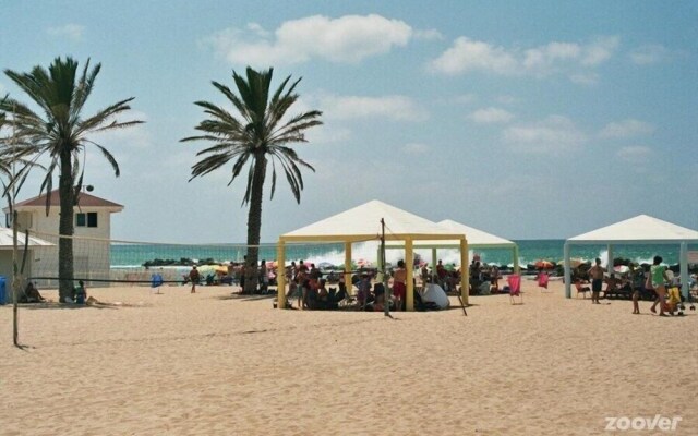 Palm on the Beach