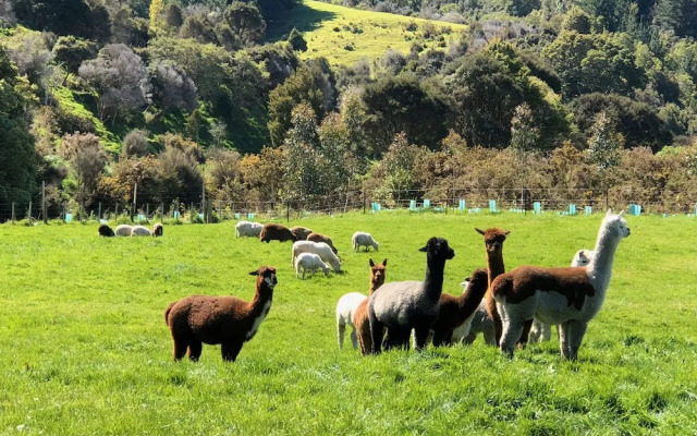 Narrow Neck Creek Farmstay and B&B