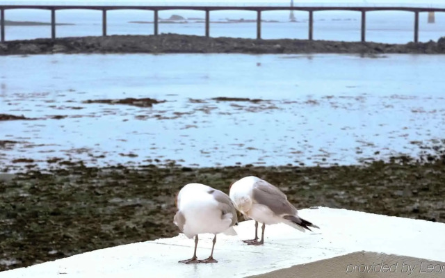 ibis Roscoff bord de mer
