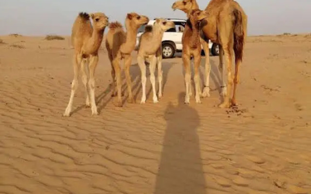 Golden Palm Oasis