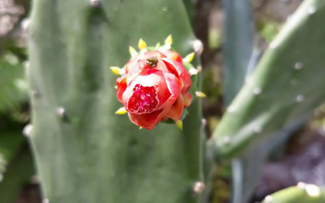 Chambre Et Table D’Hote Au Diamant