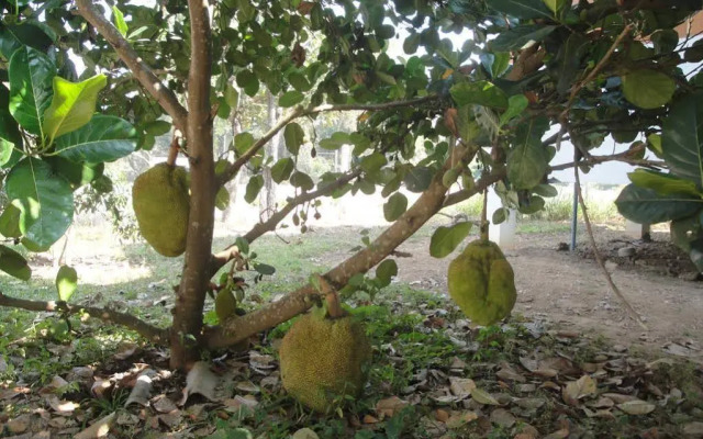 Suan Pin Houses