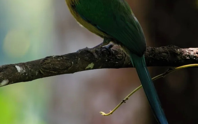 Villa Bruno - Terrace - Jungle - Birdwatching