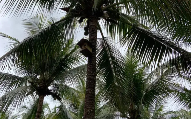 Village dos Pássaros