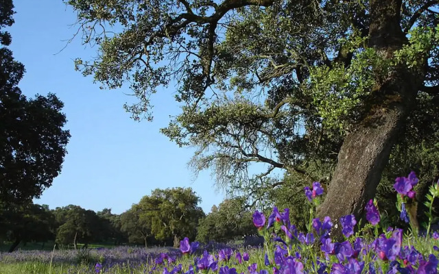 Los Pozos de la Nieve