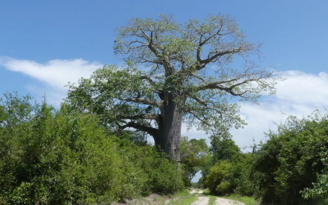 Wami River Bush Retreat - Kisampa