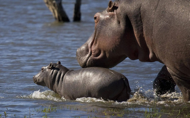 Mjejane River Lodge