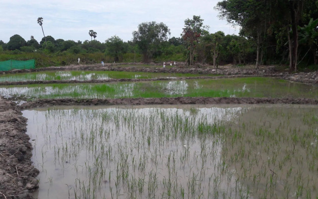 Phangan Farm Stay Resort