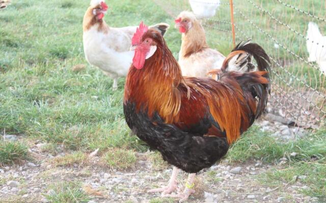 Bio Archehof Zachhiesen