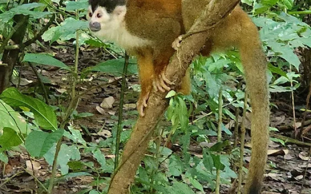 Ventanas en Corcovado