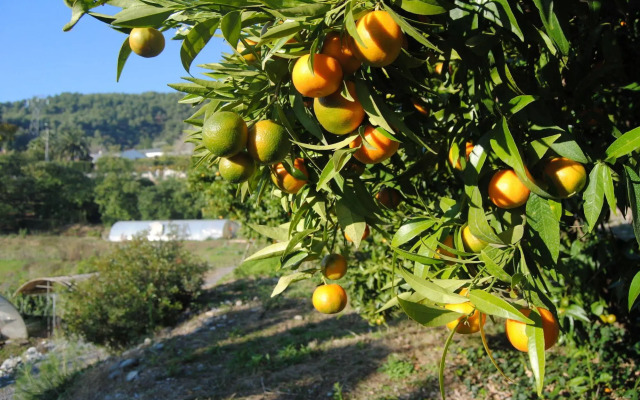 LOrangeraie de la Baronne