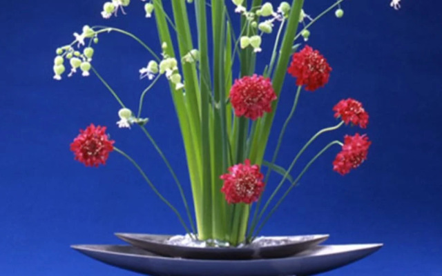 Satoi Omiya Gojo Seishi