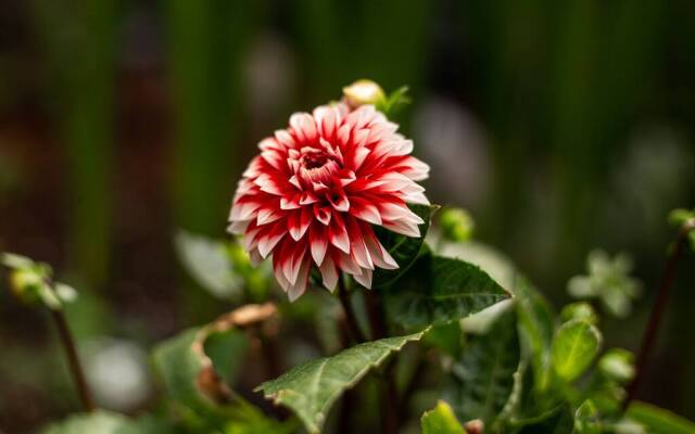 The Breeze Overlooking Minister s Pond