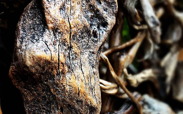 3D Sunflower Embossed B&B