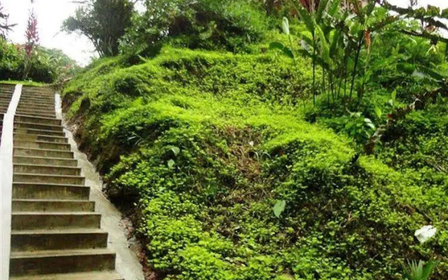 Suchipakari Jungle Lodge