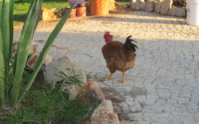 Quinta Vita - Vila Uva