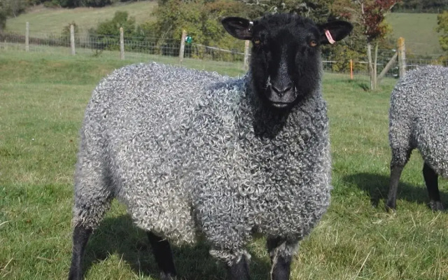 Whitehall Farm Cottage