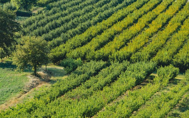 Corte San Ruffillo-Azienda Agrituristica