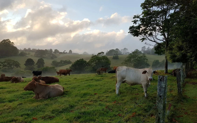Seasons of Maleny B&B