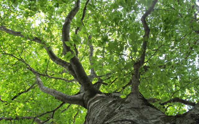 Pension Heart Rest Club 1959