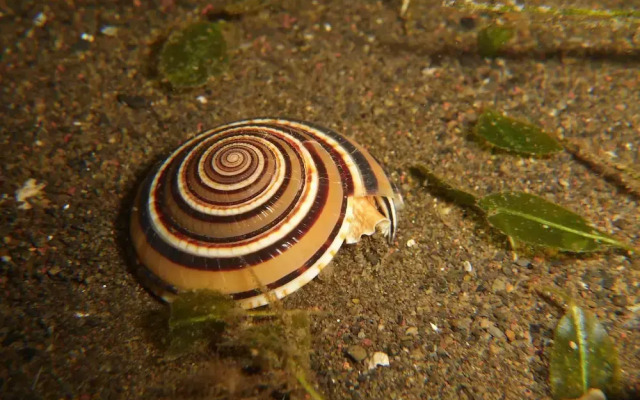 Nalika Beach Resort & Restaurant - Adults Only