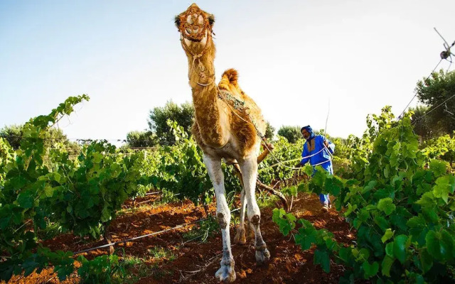 Ryad des Vignes