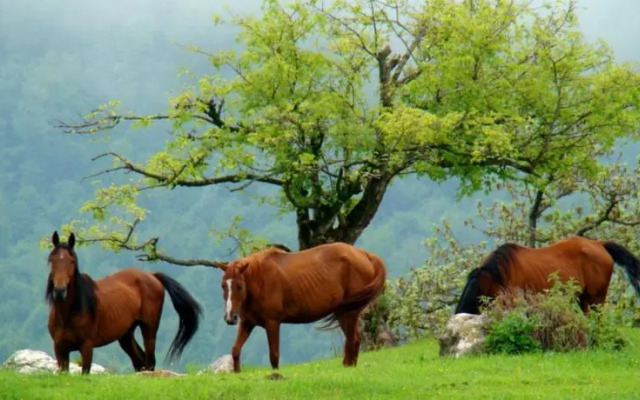 Park Village Lastiver