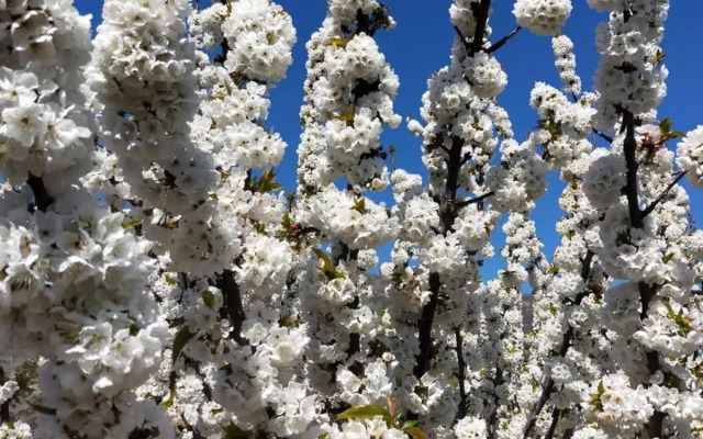 Natural&Mente Valle del Jerte