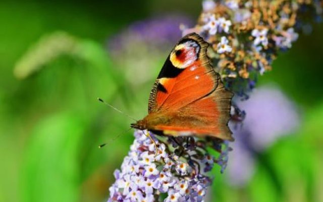 Crookabeck B&B