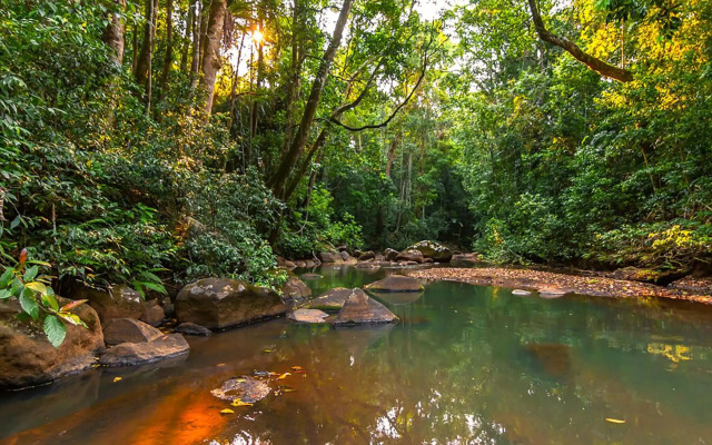 The Canopy Rainforest Treehouses and Wildlife Sanctuary