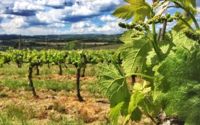 Fattoria Santa Vittoria Apartment "lepre"