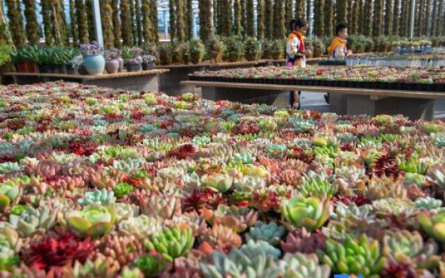 Sweetome Vacation Rentals (Wencheng Tianding Lake)